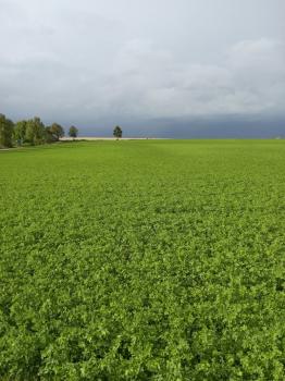BIO Luzerne Pellets Cobs 'Low Sugar'